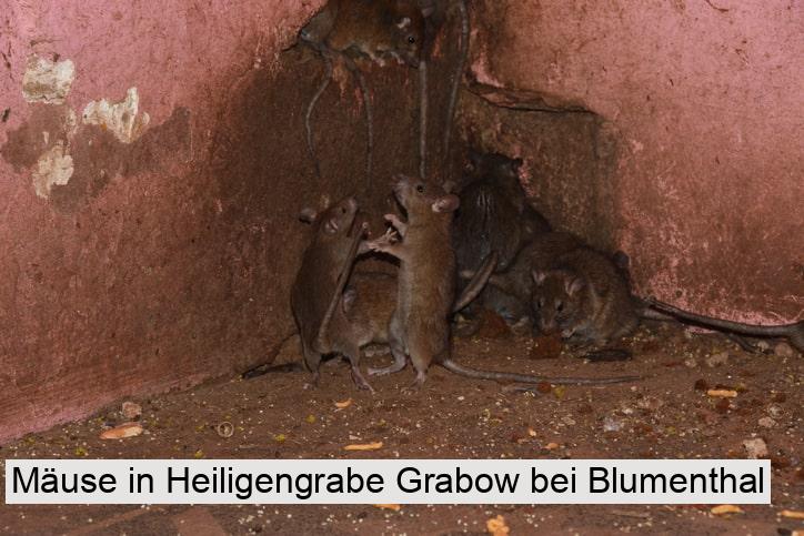 Mäuse in Heiligengrabe Grabow bei Blumenthal
